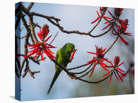 A Plain Parakeet Resting and Eating on a Coral Tree in Sao Paulo's Ibirapuera Park-Alex Saberi-Premier Image Canvas