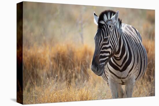 A Plains Zebra, Equus Quagga, Stands in Tall Grass at Sunset-Alex Saberi-Premier Image Canvas