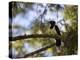 A Plush Crested Jay on a Tree in Bonito, Brazil-Alex Saberi-Premier Image Canvas