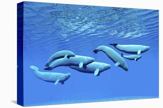 A Pod of Beluga Whales Swim Together Near the Surface-null-Stretched Canvas