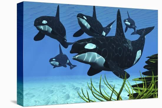 A Pod of Killer Whales Swim Along a Reef Looking for Fish Prey-null-Stretched Canvas