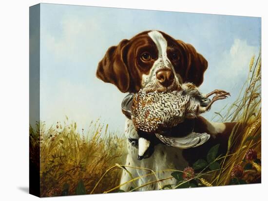 A Pointer with a Quail Amongst Clover-Arthur Fitzwilliam Tait-Premier Image Canvas