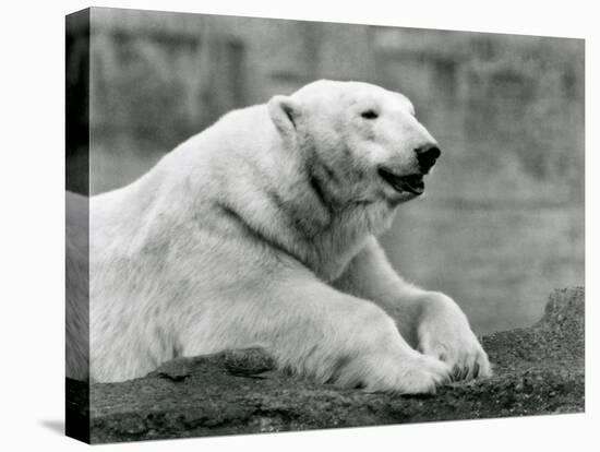 A Polar Bear Resting on a Rocky Ledge at London Zoo in 1931 (B/W Photo)-Frederick William Bond-Premier Image Canvas