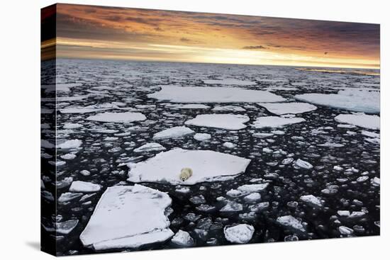 A Polar Bear Rests in the Drifting Ice Floating on the Arctic Ocean, Svalbard, Norway.-ClickAlps-Premier Image Canvas