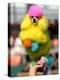 A Poodle Named Peter is Posed on its Owner's Hand During Competition at the World Dog Exhibition-null-Premier Image Canvas