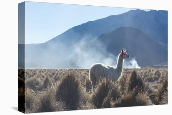 A Portrait of a Large Llama in Sajama National Park, at Sunrise-Alex Saberi-Premier Image Canvas