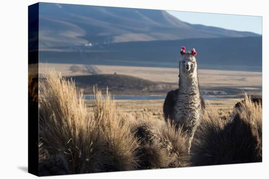 A Portrait of a Large Llama in Sajama National Park, Bolivia-Alex Saberi-Premier Image Canvas