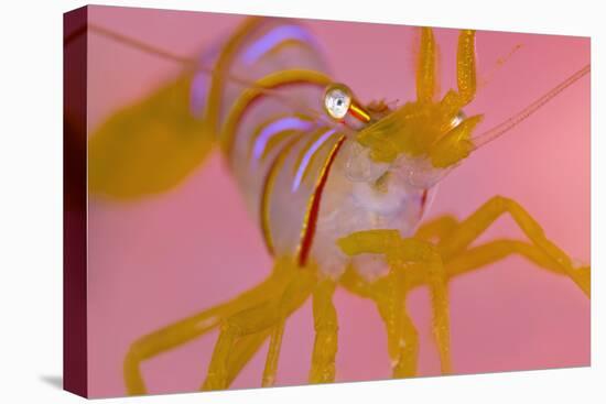 A Portrait Of A Small Candy Stripe Shrimp (Lebbeus Grandimanus)-Alex Mustard-Premier Image Canvas