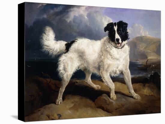 A Portrait of Neptune-Edwin Henry Landseer-Premier Image Canvas