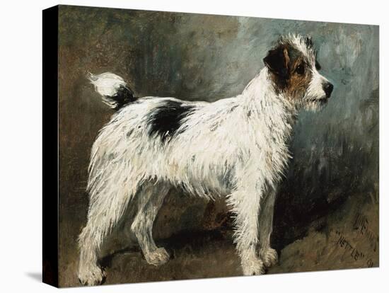 A Portrait of Nettle, a Terrier-John Emms-Premier Image Canvas