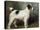 A Portrait of Nettle, a Terrier-John Emms-Premier Image Canvas