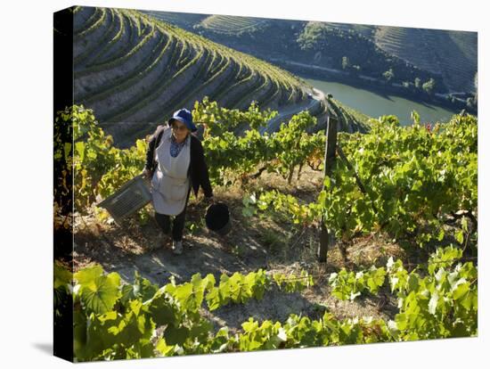 A Portuguese Woman Picks Grapes During the September Wine Harvest in Douro Valley, Portugal-Camilla Watson-Premier Image Canvas