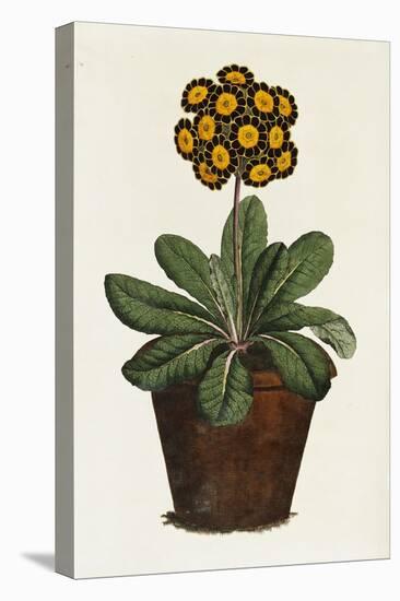 A Pot of Auricula French Print-null-Premier Image Canvas