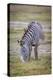 A pregnant Grevy's zebra mare.-Larry Richardson-Premier Image Canvas