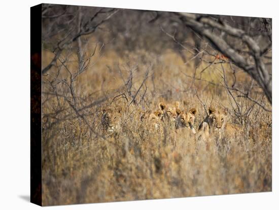 A Pride of Lionesses, Panthera Leo, Resting in Tall Grass under Trees at Sunrise-Alex Saberi-Premier Image Canvas