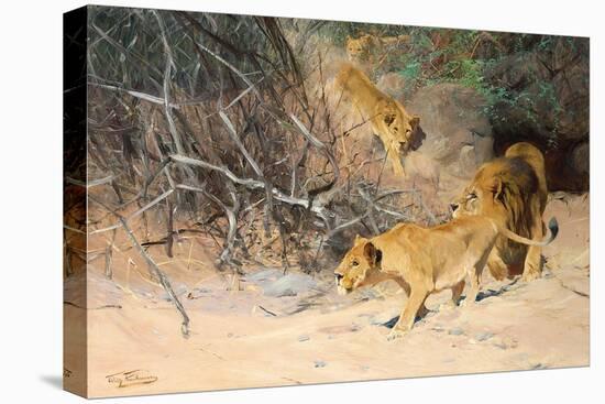 A Pride of Lions on the Prowl (Oil on Canvas)-Wilhelm Kuhnert-Premier Image Canvas