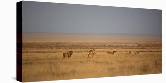 A Pride of Lions, Panthera Leo, Look Out over the Open Savanna-Alex Saberi-Premier Image Canvas