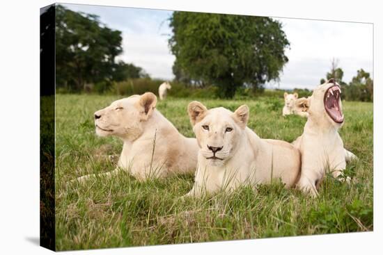 A Pride Of White Lions Sitting In The Grass With One Lioness Yawning. South Africa-Karine Aigner-Premier Image Canvas