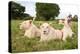 A Pride Of White Lions Sitting In The Grass With One Lioness Yawning. South Africa-Karine Aigner-Premier Image Canvas