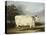 A Prize Cow-William Henry Davis-Premier Image Canvas