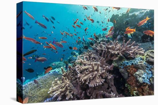 A Profusion of Coral and Reef Fish on Batu Bolong, Komodo Island National Park, Indonesia-Michael Nolan-Premier Image Canvas