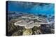 A profusion of hard and soft corals on Sebayur Island, Komodo Nat'l Park, Flores Sea, Indonesia-Michael Nolan-Premier Image Canvas