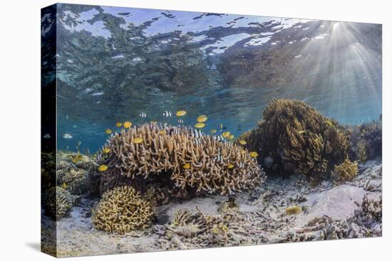 A profusion of hard and soft corals on Sebayur Island, Komodo Nat'l Park, Flores Sea, Indonesia-Michael Nolan-Premier Image Canvas
