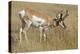 A Pronghorn Buck, Antilocapra Americana, Grazes in a Field-Richard Wright-Premier Image Canvas