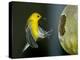 A Prothonotary Warbler-null-Premier Image Canvas