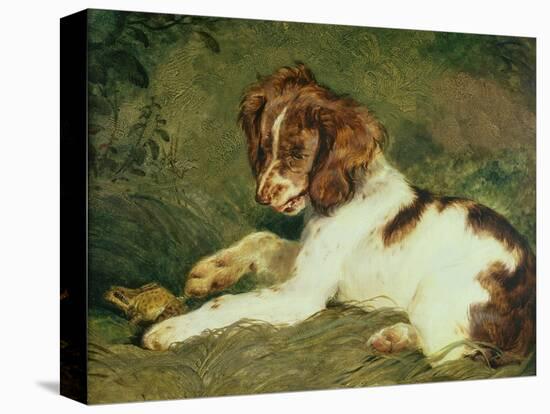 A Puppy Teasing a Frog, 1824-Edwin Henry Landseer-Premier Image Canvas