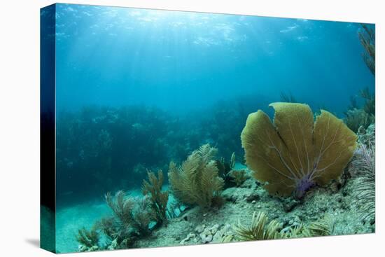 A Purple Sea Fan Sways in the Clear Blue Water of Looe Key Reef Off of Ramrod Key-James White-Premier Image Canvas
