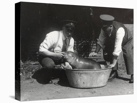 A Pygmy Hippo Having a Soak at Zsl London Zoo, August 1928-Frederick William Bond-Premier Image Canvas