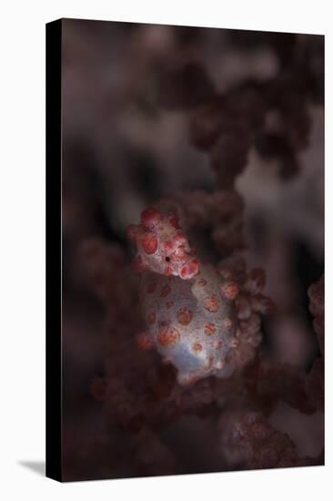 A Pygmy Seahorse Clings to its Symbiotic Gorgonian-Stocktrek Images-Premier Image Canvas