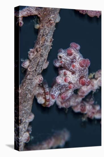 A Pygmy Seahorse Mimics its Host Gorgonian on a Reef-Stocktrek Images-Premier Image Canvas