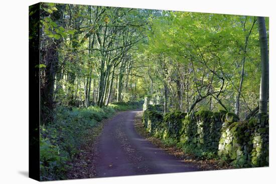 A quiet tree lined lane in the Duddon Valley, Lake District National Park, Cumbria, England, United-Peter Watson-Premier Image Canvas