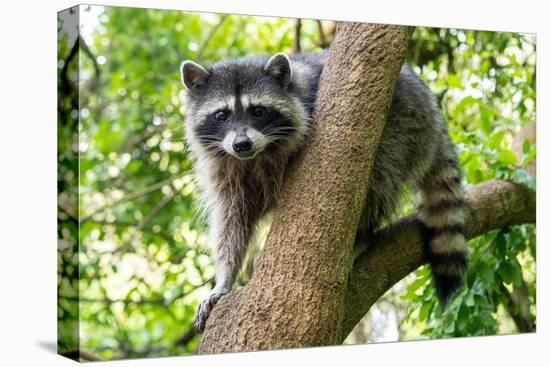 A Raccoon Carefully Looks on from a Sturdy Tree Branch-Pratish Halady-Premier Image Canvas