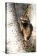A Raccoon Standing in the Y of an Aspen-John Alves-Premier Image Canvas