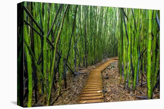 A raised wooden walkway through the bamboo forest-David Fleetham-Premier Image Canvas