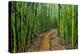 A raised wooden walkway through the bamboo forest-David Fleetham-Premier Image Canvas