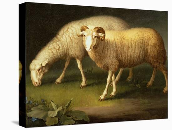 A Ram and Sheep-Johan Wenzel Peter-Premier Image Canvas