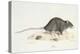 A Rat-Werner-Premier Image Canvas