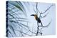 A Red-Breasted Toucan, Ramphastos Dicolorus, Waits in a Tree in Ubatuba, Brazil-Alex Saberi-Premier Image Canvas