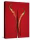 A Red Chili Pepper Sliced in Half-Jan-peter Westermann-Premier Image Canvas