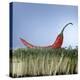 A Red Chilli Lying on a Bed of Cress-null-Premier Image Canvas