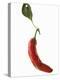 A Red Chilli Pepper with a Leaf-Robbert Koene-Premier Image Canvas