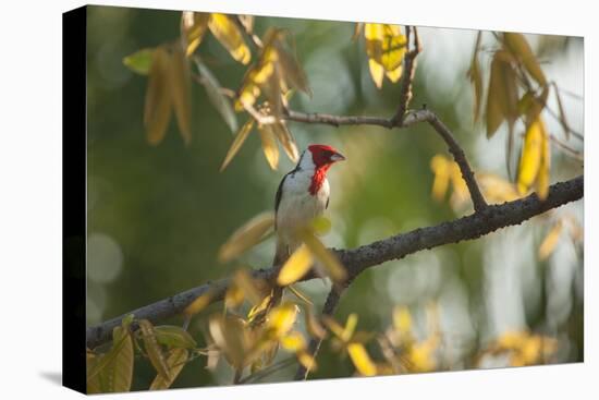 A Red-Cowled Cardinal Perching on a Tree in Sao Paulo's Ibirapuera Park-Alex Saberi-Premier Image Canvas