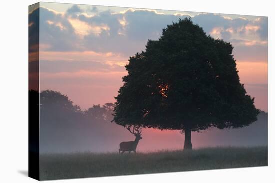 A Red Deer Buck, Cervus Elaphus, and a Tree Against a Dramatic Sky-Alex Saberi-Premier Image Canvas