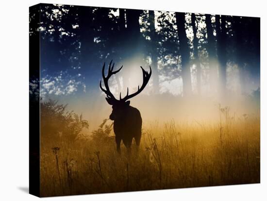 A Red Deer Buck, Cervus Elaphus, Comes Out from the Forest-Alex Saberi-Premier Image Canvas