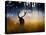 A Red Deer Buck, Cervus Elaphus, Comes Out from the Forest-Alex Saberi-Premier Image Canvas