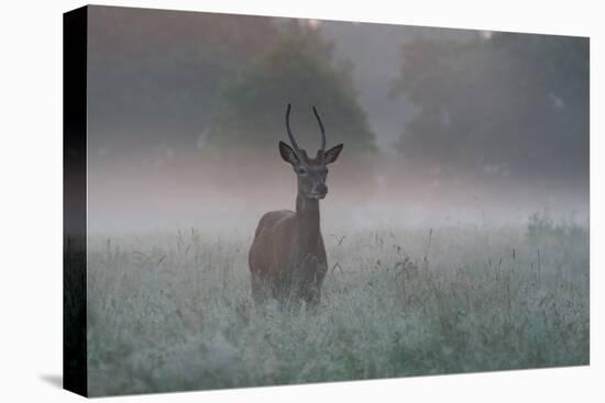 A Red Deer Buck, Cervus Elaphus, on a Misty Summer Morning-Alex Saberi-Premier Image Canvas